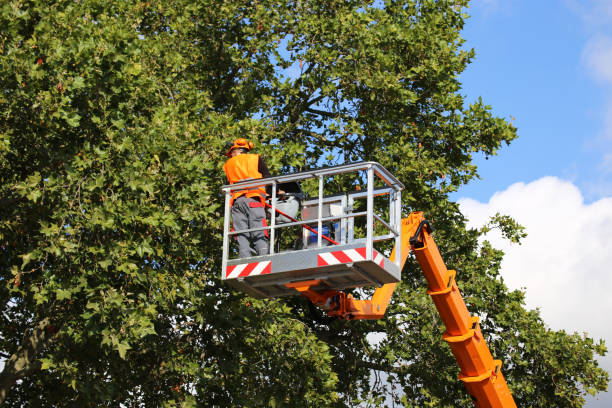 Leaf Removal in Three Rivers, CA